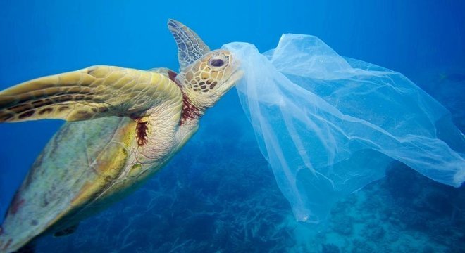 Tartarugas marinhas podem comer plástico por sentir cheiro de comida