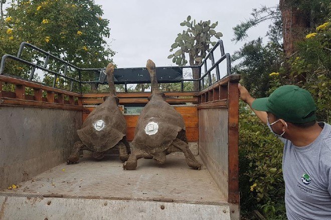 Funcionários do Parque Nacional de Galápagos confirmaram à Efe que a tartaruga inseminadora chegou ao local na última segunda-feira (15), acompanhado de mais 14 companheiros, que também participaram do projeto de procriação