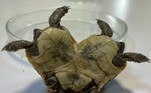 Pelas pesquisas de Eyup, a tartaruga tem duas cabeças, mas um único sistema digestivo e um aparelho excretor
