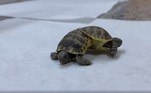 Uma tartaruga raríssima de duas cabeças foi resgatada por um turista e entregue para ser estudada em uma universidade da Turquia. As imagens do animal, com dois cascos quase totalmente desenvolvidos, são impressionantes!