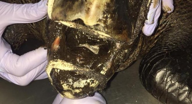 Tartaruga encalhada viva com óleo passa por limpeza de suas mucosas

