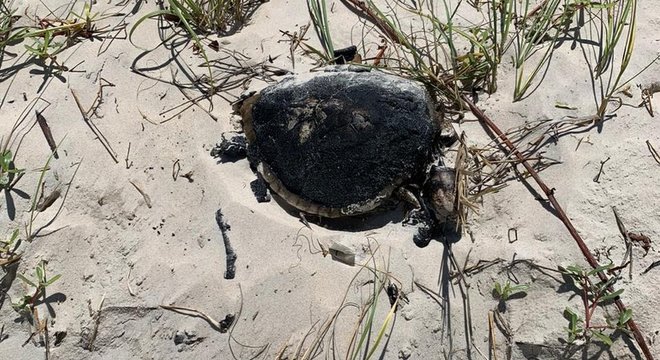 Tartaruga foi encontrada morta na Praia da Redinha, em 21 de setembro