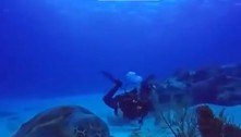 Já viu uma tartaruga gigantesca jantando no fundo do oceano? Chegou o momento