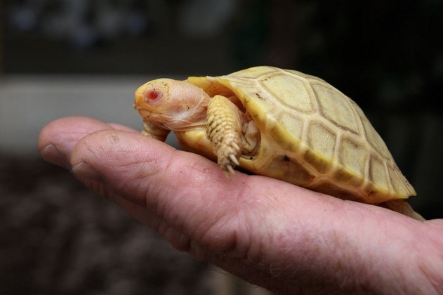 tartaruga gigante de Galápagos albina