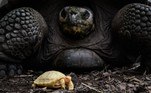 tartaruga gigante de Galápagos albina
