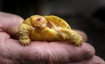 tartaruga gigante de Galápagos albina