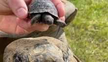 Tartarugas-gigantes de Galápagos nascem pela primeira vez em um zoológico britânico 