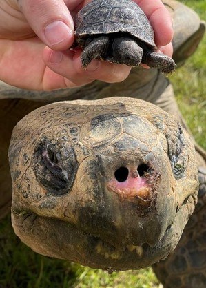 Tartaruga-gigante de Galápagos e filhote
