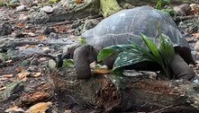 Tartaruga gigante decapita e come ave, em predação nunca vista antes
