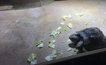 Ela nasceu no próprio Museu, em 3 de setembro de 1997