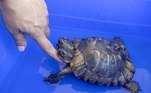 Esta é Janus, uma tartaruga de duas cabeças que também é mascote do Museu de História Natural de Genera, na Suíça. Além de ser um animal singular, ela provavelmente é a tartaruga do tipo que viveu mais tempo, agora que está bem próxima de completar 23 anos