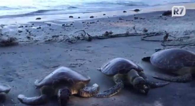 Cinco tartarugas marinhas foram mortas por redes de pesca no litoral de SP