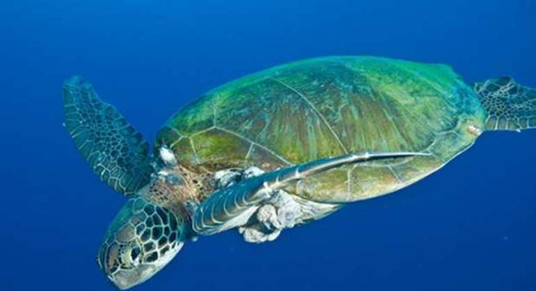 Tartaruga marinha apresenta tumores em sua pele 