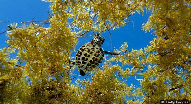  Em águas abertas, o sargaço oferece um habitat essencial para peixes e outros animais marinhos — mas quando se acumula na costa, pode dificultar a desova das tartarugas 