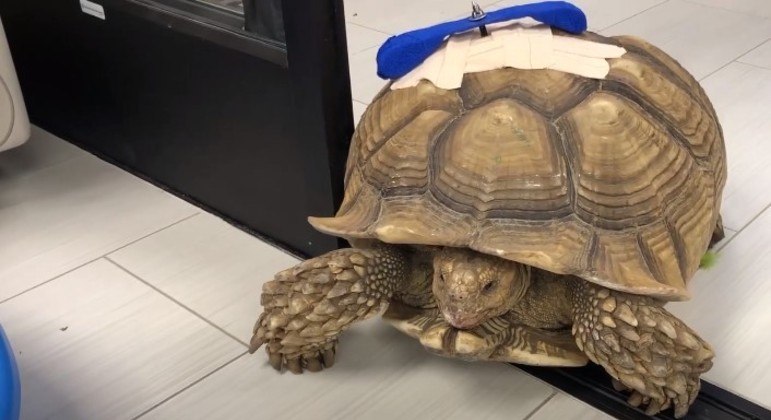 A tartaruga sofreu agressões, mas sobreviveu após passar por uma cirurgia