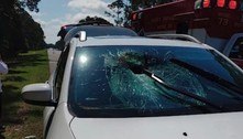 Tartaruga vara para-brisa e acerta motorista de 71 anos na cabeça
