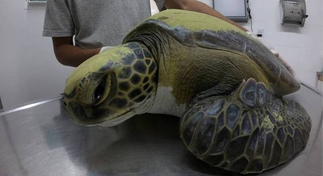 Tartaruga verde após o resgate por pescador na Argentina