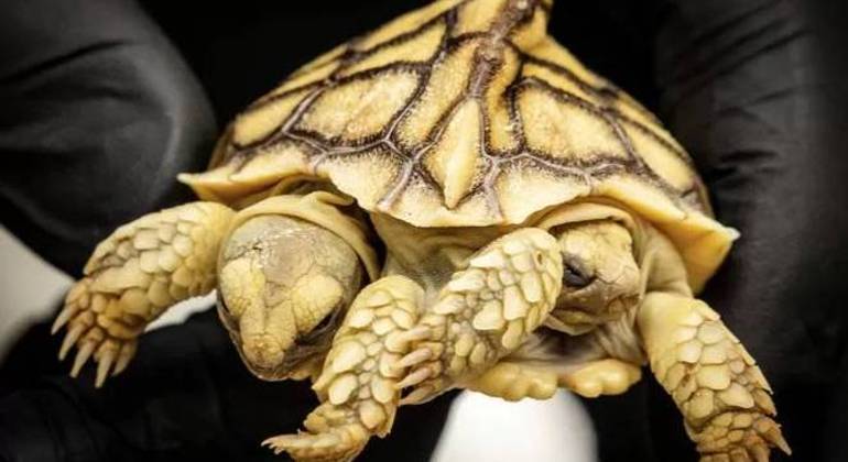 O animal vive normalmente com duas cabeças