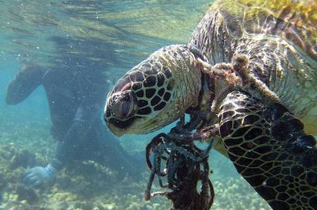 Os canudos foram o sÃ©timo item mais coletado nos oceanos