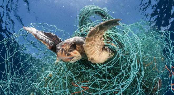 Tartarugas marinhas - características típicas das espécies