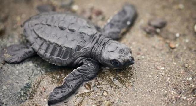 Tartarugas marinhas - características típicas das espécies