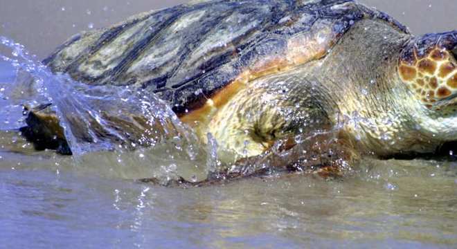 Tartarugas marinhas - características típicas das espécies