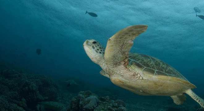 Tartarugas marinhas - características típicas das espécies