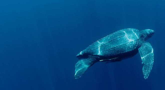 Tartarugas marinhas - características típicas das espécies