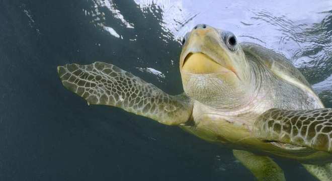 Tartarugas marinhas - características típicas das espécies