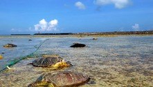 No Japão, pescador mata a facadas dezenas de tartarugas marinhas protegidas