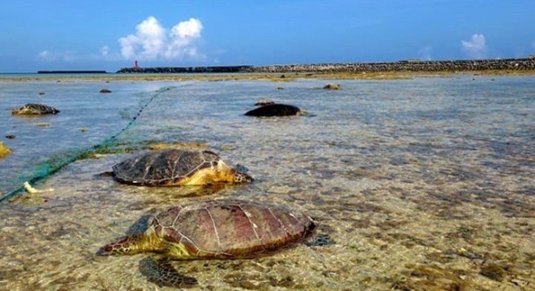 No Japão, pescador mata a facadas dezenas de tartarugas marinhas protegidas  - Notícias - R7 Internacional