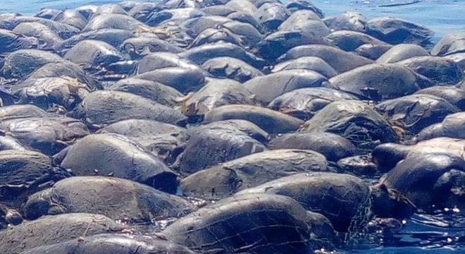 Depois de se enroscarem em rede de pesca ilegal, centenas de tartarugas com risco de extinção morrem no México