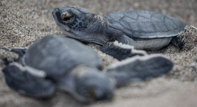 Pescadores tentaram tirar as tartarugas enroscadas na rede, mas todas morreram