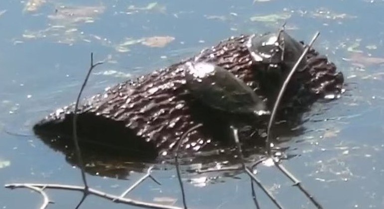 Essa imagem representa a luta dos cágados por eras