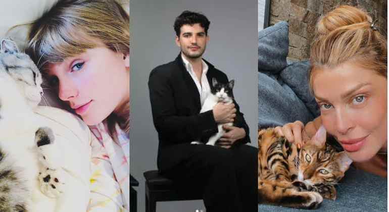 Taylor Swift, Jão e Grazi Massafera com seus gatos