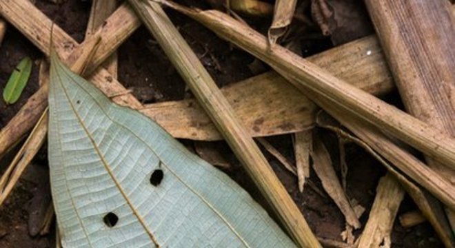 Ah, pareidolia, não brinque comigo... 