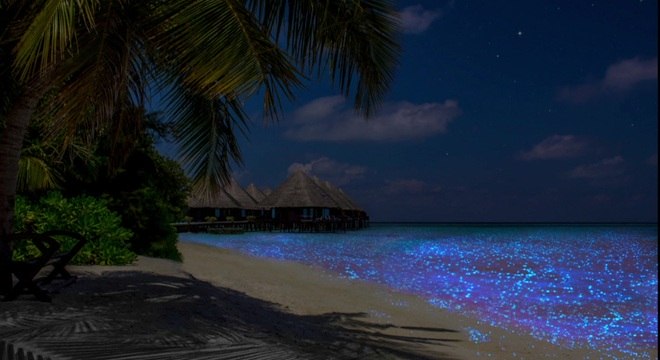 O brilho azul de plânctons que tentam distrair os predadores no mar das Maldivas 