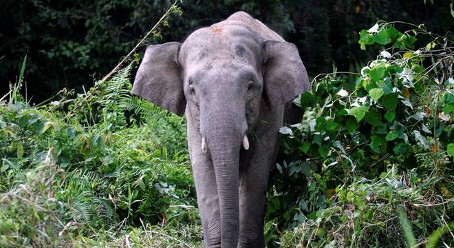 Mais de 100 elefantes morreram nos últimos oito anos em Sabah. 