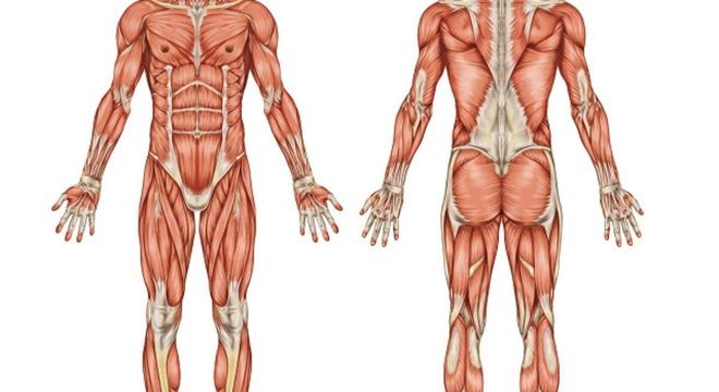 Tecido muscular, o que é? Definição, características e os 3 tipos