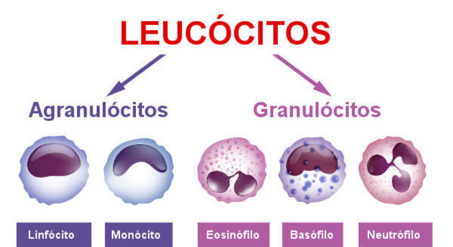 Tecido sanguíneo e as células sanguíneas