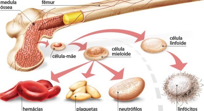 Tecido sanguíneo e as células sanguíneas