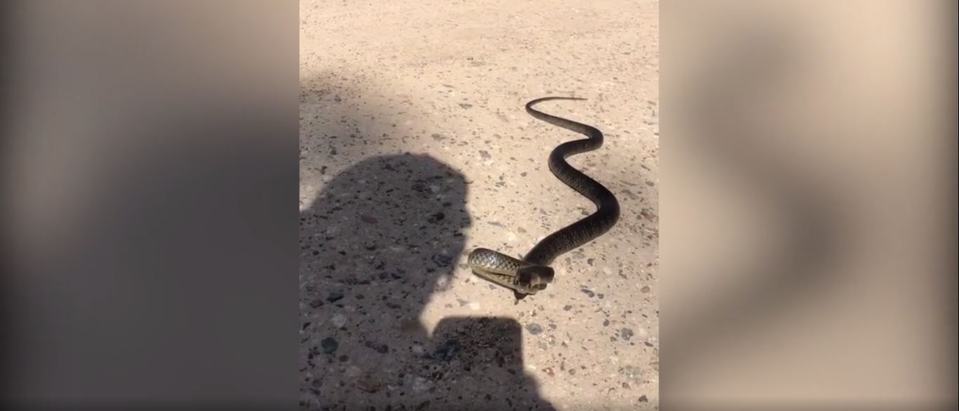 Especialista Ensina Técnica Infalível Para Se Livrar De Picadas De Cobras Fotos R7 Hora 7 