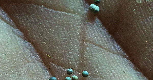 Resultado de imagem para peixes fossilizados por asteroides