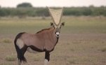 Turistas em um safári em Botsuana, na África Central, ficaram preocupados com o que parecia ser uma substância tóxica nos chifres de um oryx (parente dos antílopes). Mas uma análise mais próximo mostrou algo mais natural, embora ainda estranho