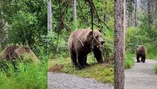 Tensão total: casal fica cara a cara com dupla de ursos gigantes durante escalada