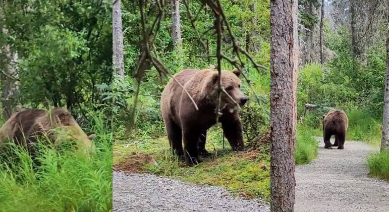 Os animais estavam tranquilos e não realizaram nenhum ataque
