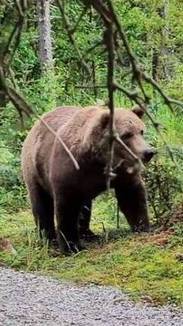 Casal fica cara a cara com dupla de ursos gigantes durante escalada