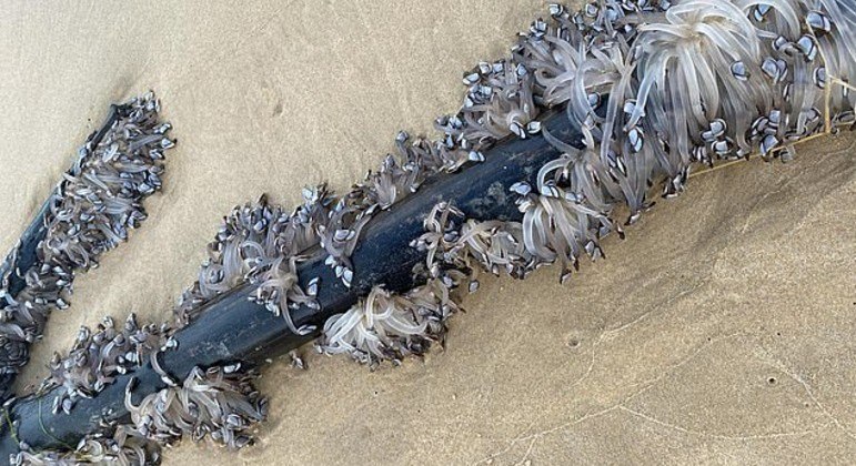 Tentáculos translúcidos sobre cano de metal deixou casal de banhistas intrigado