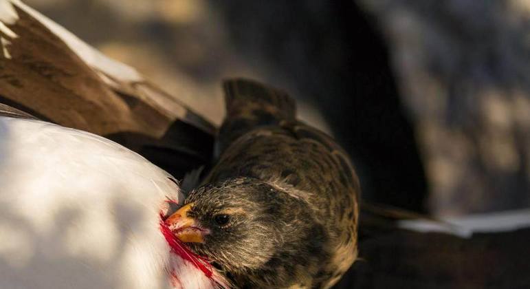 Este pequeno pássaro 'vampiro' bebe sangue de aves muito maiores que ele