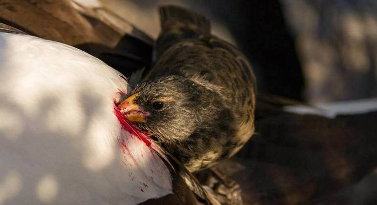 Este pequeno pássaro 'vampiro' bebe sangue de aves muito maiores que ele -  Hora 7 - R7 Hora 7